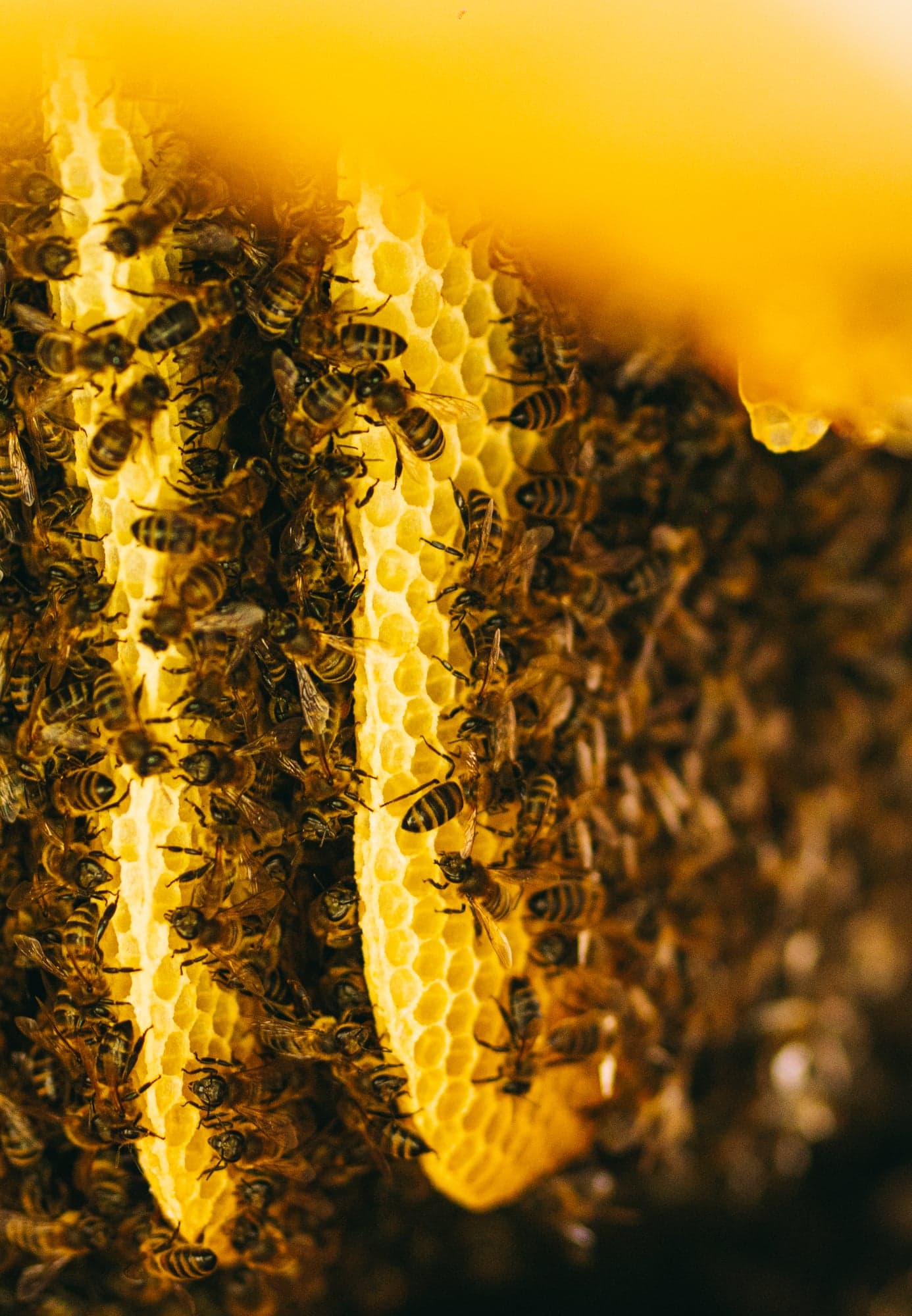 Jara Honey Tasting Tour + Georgian feast